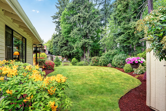 Lots of trees and plants in private backyard